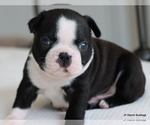 Small Photo #28 Boston Terrier Puppy For Sale in WINNSBORO, TX, USA