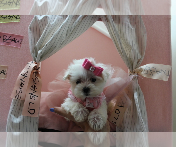 Medium Photo #20 Maltese Puppy For Sale in JACKSONVILLE, FL, USA