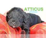 Small Photo #6 Goldendoodle Puppy For Sale in NORTH LIBERTY, IN, USA