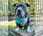 Small Photo #10 American Pit Bull Terrier-Unknown Mix Puppy For Sale in Redlands, CA, USA