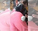 Small #1 Boxer
