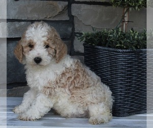 Poodle (Miniature) Puppy for sale in FREDERICKSBURG, OH, USA