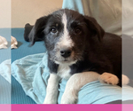 Small #2 Border-Aussie