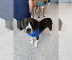 Small Photo #2 Boglen Terrier Puppy For Sale in Omaha, NE, USA