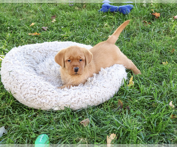 Medium Photo #4 Labrador Retriever Puppy For Sale in SYRACUSE, IN, USA