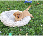 Ricky - Male Labrador Retriever Puppy for Sale - Photo #4