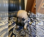 Small Photo #5 Cairn Terrier Puppy For Sale in DAYTONA BEACH, FL, USA