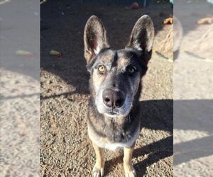 German Shepherd Dog-Unknown Mix Dogs for adoption in Woodland, CA, USA