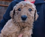 Puppy JOY Goldendoodle-Poodle (Standard) Mix