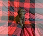 Small Photo #4 Labrador Retriever Puppy For Sale in BROOKLYN, CT, USA