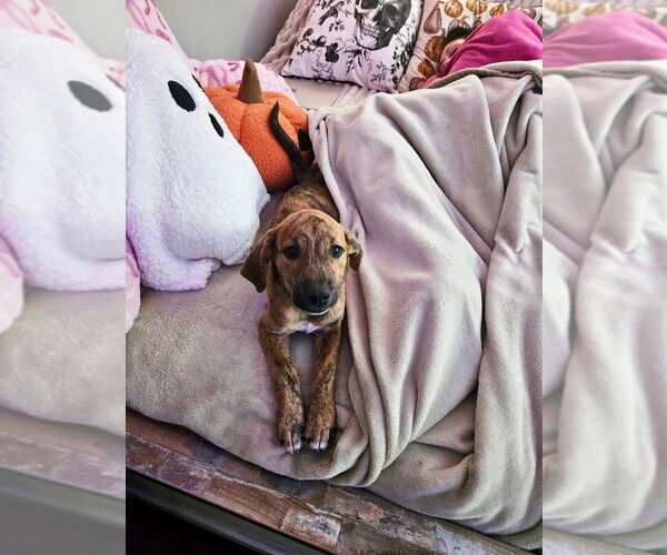 Medium Photo #7 Labrador Retriever-Plott Hound Mix Puppy For Sale in Brewster, NY, USA