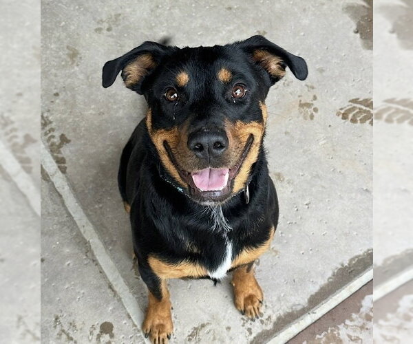 Medium Photo #9 Rottweiler Puppy For Sale in Gilbert, AZ, USA