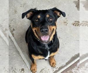 Obi - Male Rottweiler Dog for Adoption - Photo #9