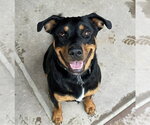 Small #8 Rottweiler