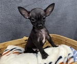 Puppy 0 Chihuahua