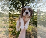 Puppy Puppy 2 Cavalier King Charles Spaniel
