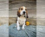 Puppy Mochi Beagle