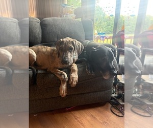 Medium Great Dane