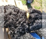 Small Photo #11 Goldendoodle Puppy For Sale in WEST, TX, USA