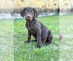 Labradoodle Dogs for adoption in PIPE CREEK, TX, USA