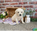 Small #7 Golden Retriever