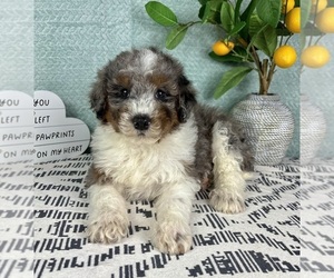 Bernedoodle (Miniature) Puppy for sale in FRANKLIN, IN, USA