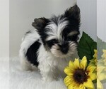 Image preview for Ad Listing. Nickname: Cute Puppies