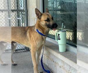 German Shepherd Dog-Unknown Mix Dogs for adoption in Grand Prairie, TX, USA