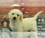 Small Photo #3 Goldendoodle Puppy For Sale in KARLSTAD, MN, USA