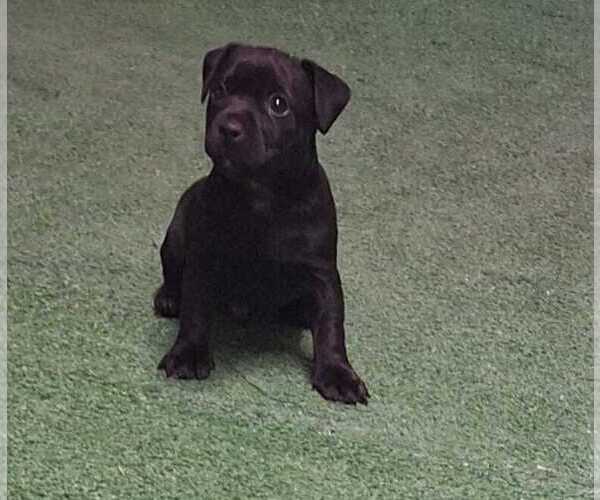 Medium Photo #1 Patterdale Terrier Puppy For Sale in CENTRAL ISLIP, NY, USA