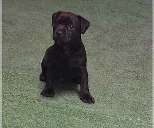 Patterdale Terrier Puppy for sale in CENTRAL ISLIP, NY, USA
