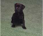 Small Patterdale Terrier