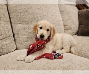 English Cream Golden Retriever Puppy for Sale in HIGH SPRINGS, Florida USA