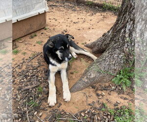 Great Pyrenees-Huskies  Mix Dogs for adoption in Norman, OK, USA