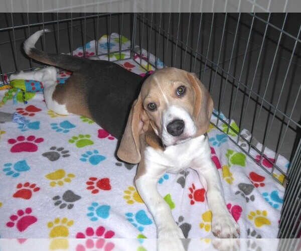 Medium Photo #5 Beagle Puppy For Sale in ORO VALLEY, AZ, USA