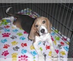 Small #4 Beagle