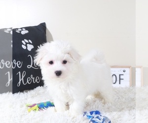 Maltese Puppy for sale in MOUNT VERNON, OH, USA