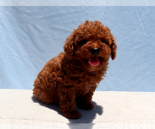 Medium Photo #5 Poodle (Toy) Puppy For Sale in LOS ANGELES, CA, USA