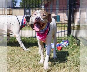 American Staffordshire Terrier Dogs for adoption in San Antonio, TX, USA