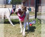 Small American Staffordshire Terrier