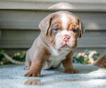 Small #4 Beabull