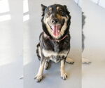 Small #11 Mutt