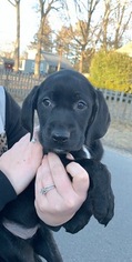 Labrador Retriever Puppy for sale in MIDDLETOWN, RI, USA