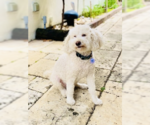 Small #2 Goldendoodle (Miniature)