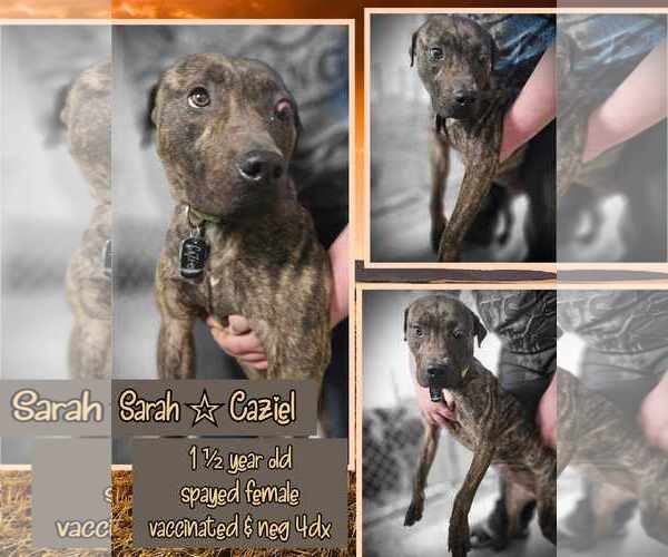 Medium Photo #13 American Pit Bull Terrier-Unknown Mix Puppy For Sale in Minneapolis, MN, USA