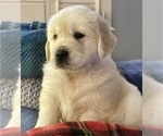 Small #1 English Cream Golden Retriever