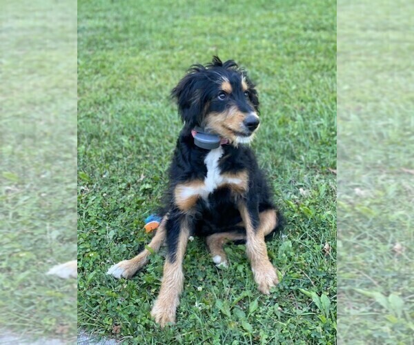 Medium Photo #1 Bernedoodle Puppy For Sale in WESTERVILLE, OH, USA