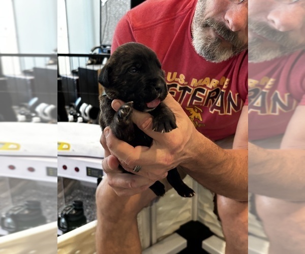 Medium Photo #14 Cane Corso Puppy For Sale in REEVESVILLE, SC, USA