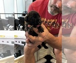 Small Photo #14 Cane Corso Puppy For Sale in REEVESVILLE, SC, USA