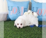 Small #3 Bichon Frise